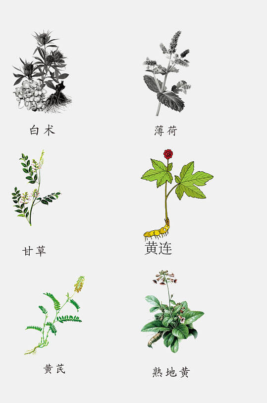 穿越必备知识——最容易分辨的常见中草药（二）
